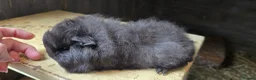 Guinea Pig rodents for sale: Swiss boar and smooth blue - Advert 1
