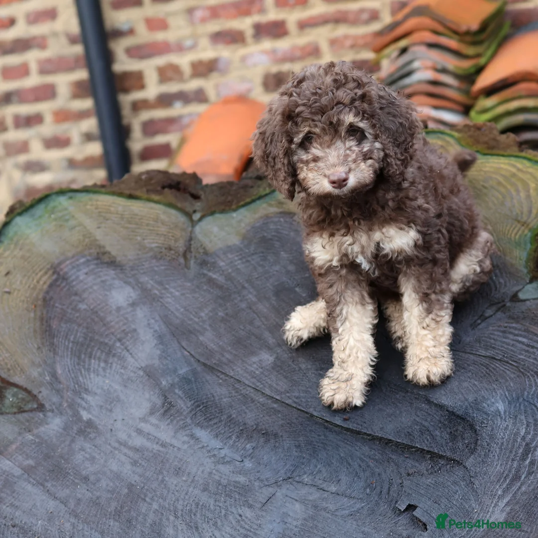 Labradoodle dogs for sale: 🐾🌈 Bred for Potential, Raised for Resilience🐾🌈 - Advert 26