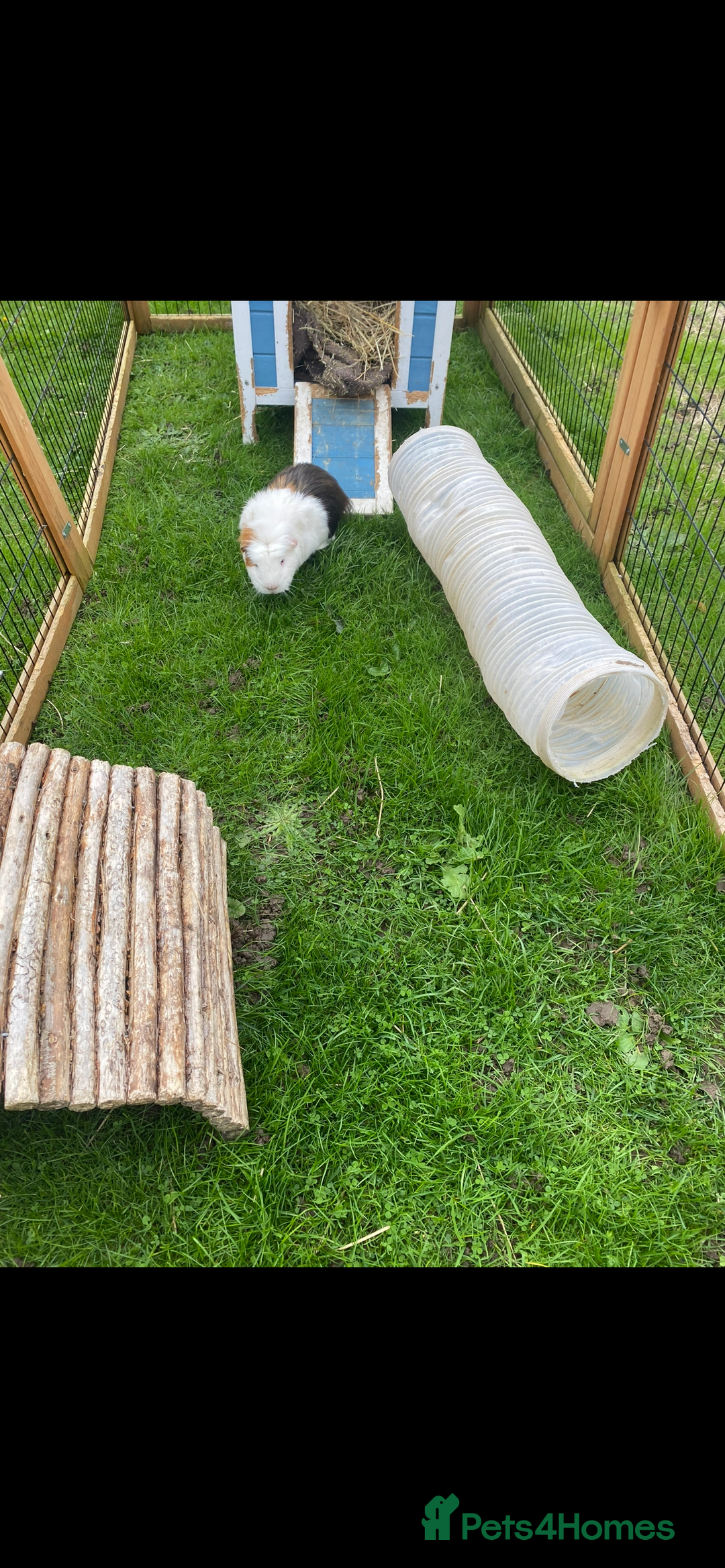 Guinea Pig rodents for sale: Guinea pig - Advert 2