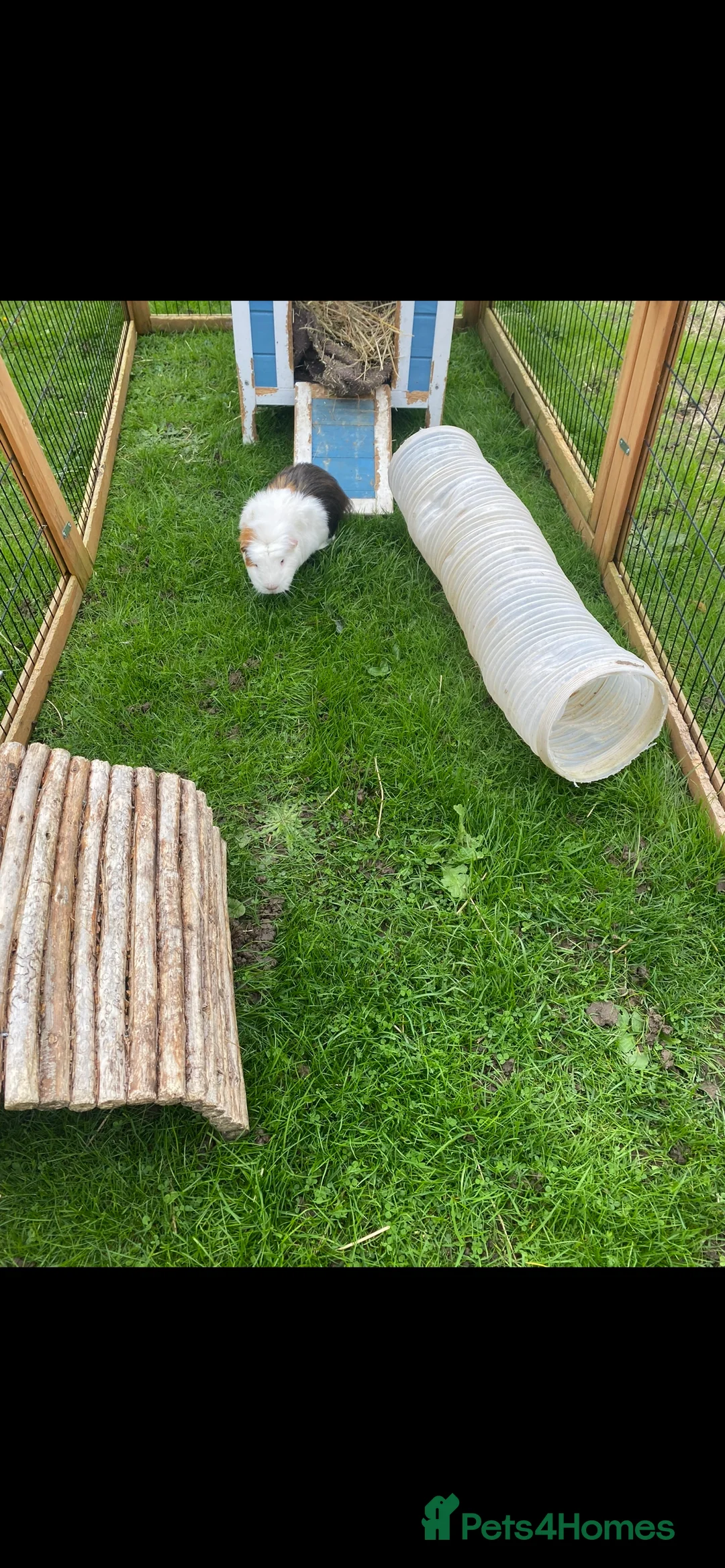 Guinea Pig rodents for sale: Guinea pig - Advert 2