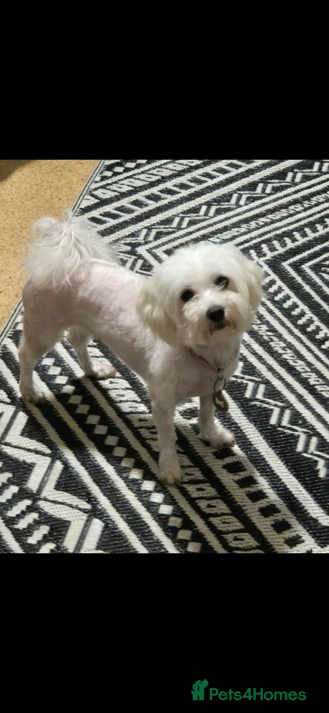 Bichon Frise dogs for sale: Bichon Frise - Advert 2