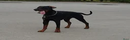Dobermann dogs for stud: Gorgeous Full European Black & Tan Doberman in New Milton - Advert 4