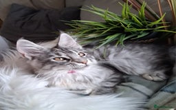Maine Coon cats for sale: MAINE COON XL purebred registered active - Image 11
