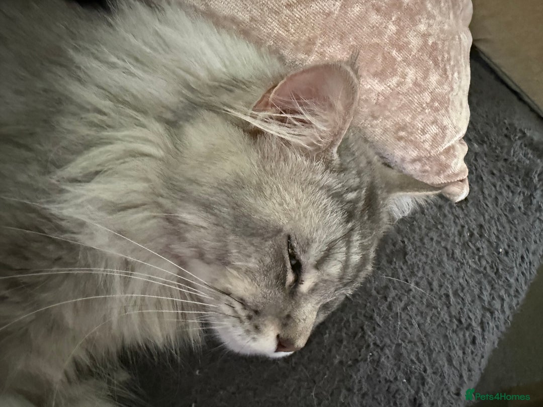 Maine Coon cats for sale: Superb full pedigree Maine Coon Kittens  - Advert 7