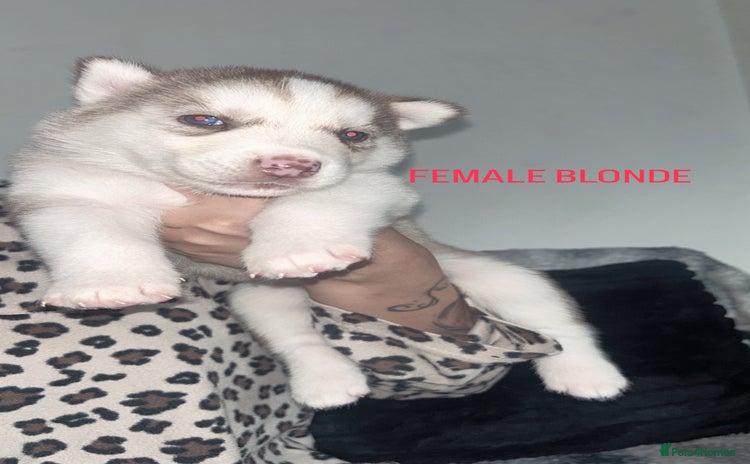 Siberian Husky dogs in Coalville - Advert 1