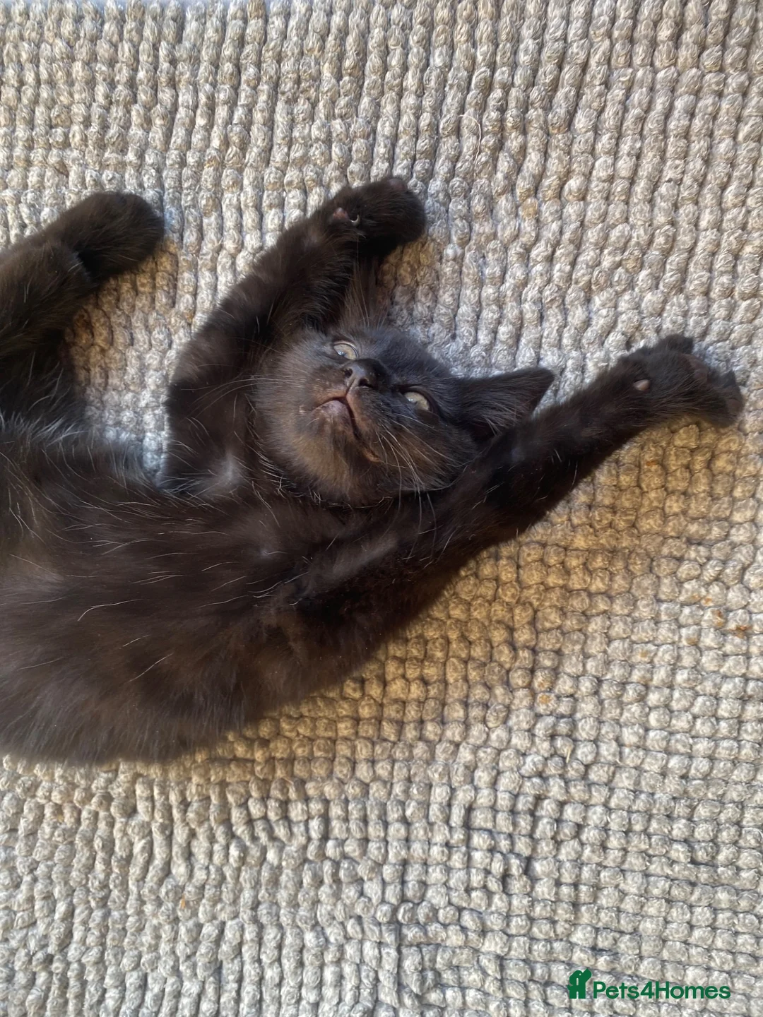 Mixed Breed cats for sale: Adorable 11-week-old boy ready for a new home  - Advert 2