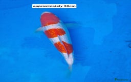 Koi Carp fish for sale: Variety of koi for sale  - Advert 5