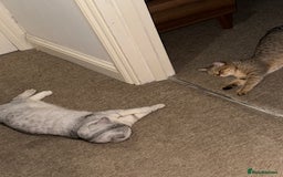 British Shorthair cats for sale: Golden british short hair kittens - Image 15