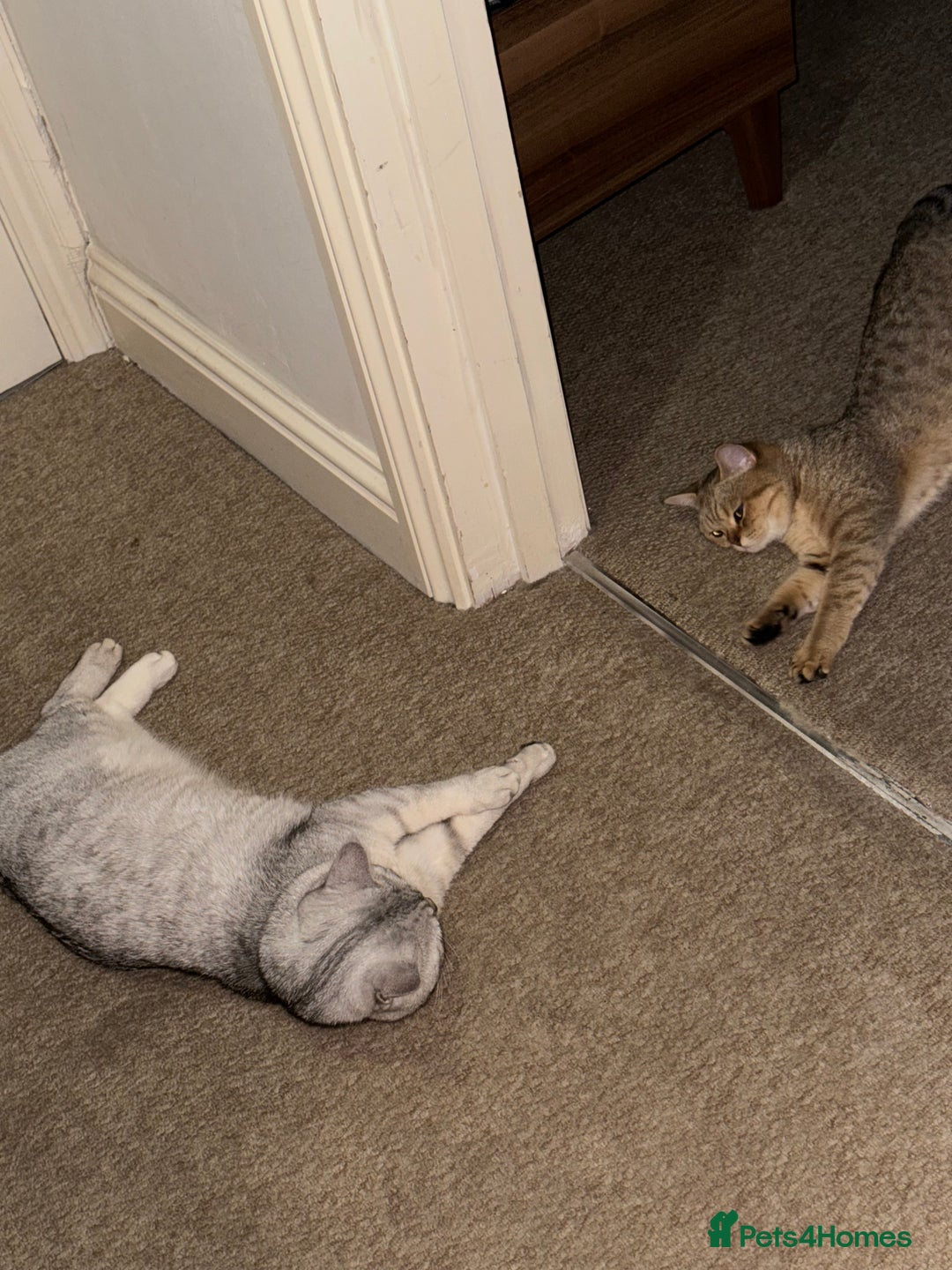British Shorthair cats for sale: Golden british short hair kittens - Image 15