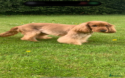 Cocker Spaniel dogs for sale: Adorable Sable Cocker Spaniel Puppies  - Image 4