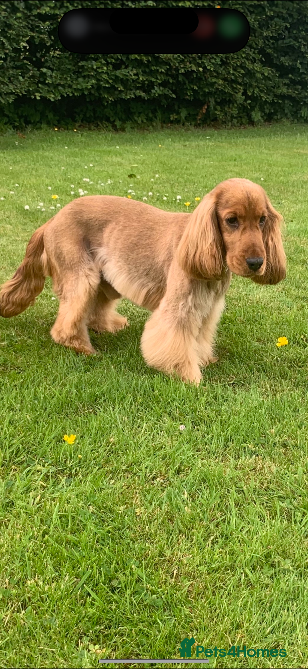 Cocker Spaniel dogs for sale: Adorable Sable Cocker Spaniel Puppies  - Image 4