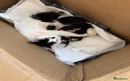 European cats for sale: Cat is looking for a new family  - Image 13