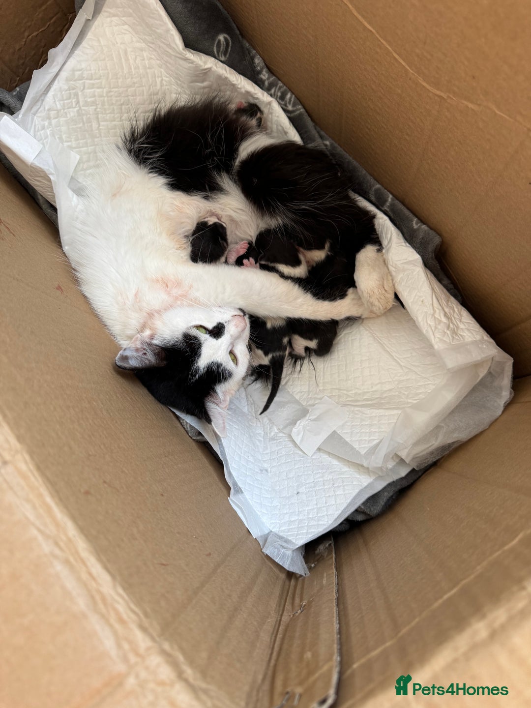 European cats for sale: Cat is looking for a new family  - Image 13