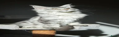 Maine Coon 1