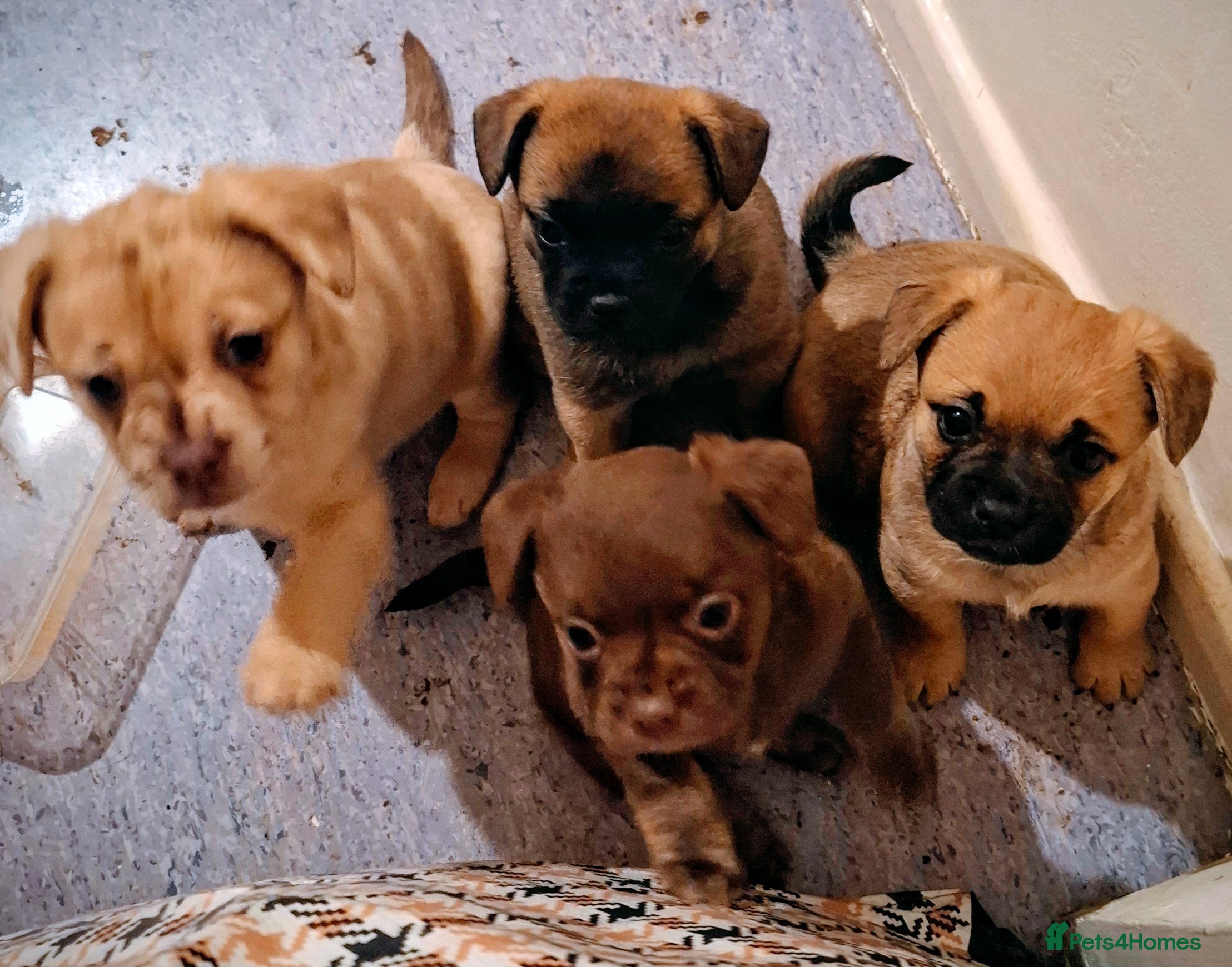 Mixed Breed dogs Hybrid breed - Advert 20