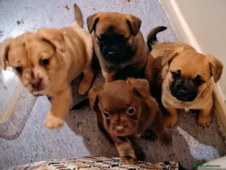 Mixed Breed dogs Hybrid breed - Advert 20