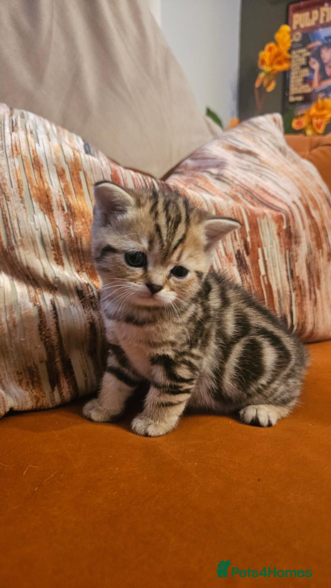 British Shorthair cats Golden British Shorthairs - Advert 15
