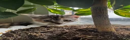 British Shorthair cats for sale: Bengal x British short hair  - Advert 27