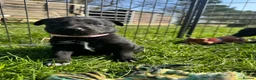 Borador dogs for sale: Beautiful Collie Cross Labrador Puppies  - Advert 18