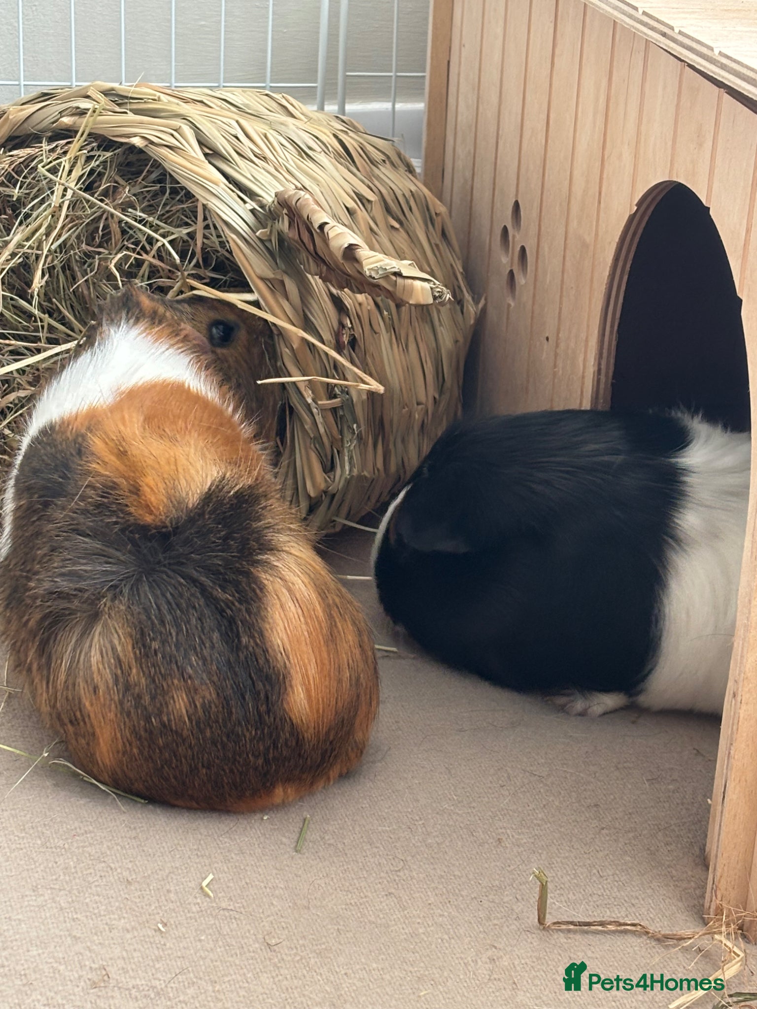 Guinea Pig rodents 2 bonded female guinea pigs  - Advert 1