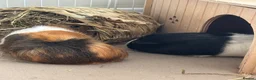 Guinea Pig rodents for sale: 2 bonded female guinea pigs  - Advert 1