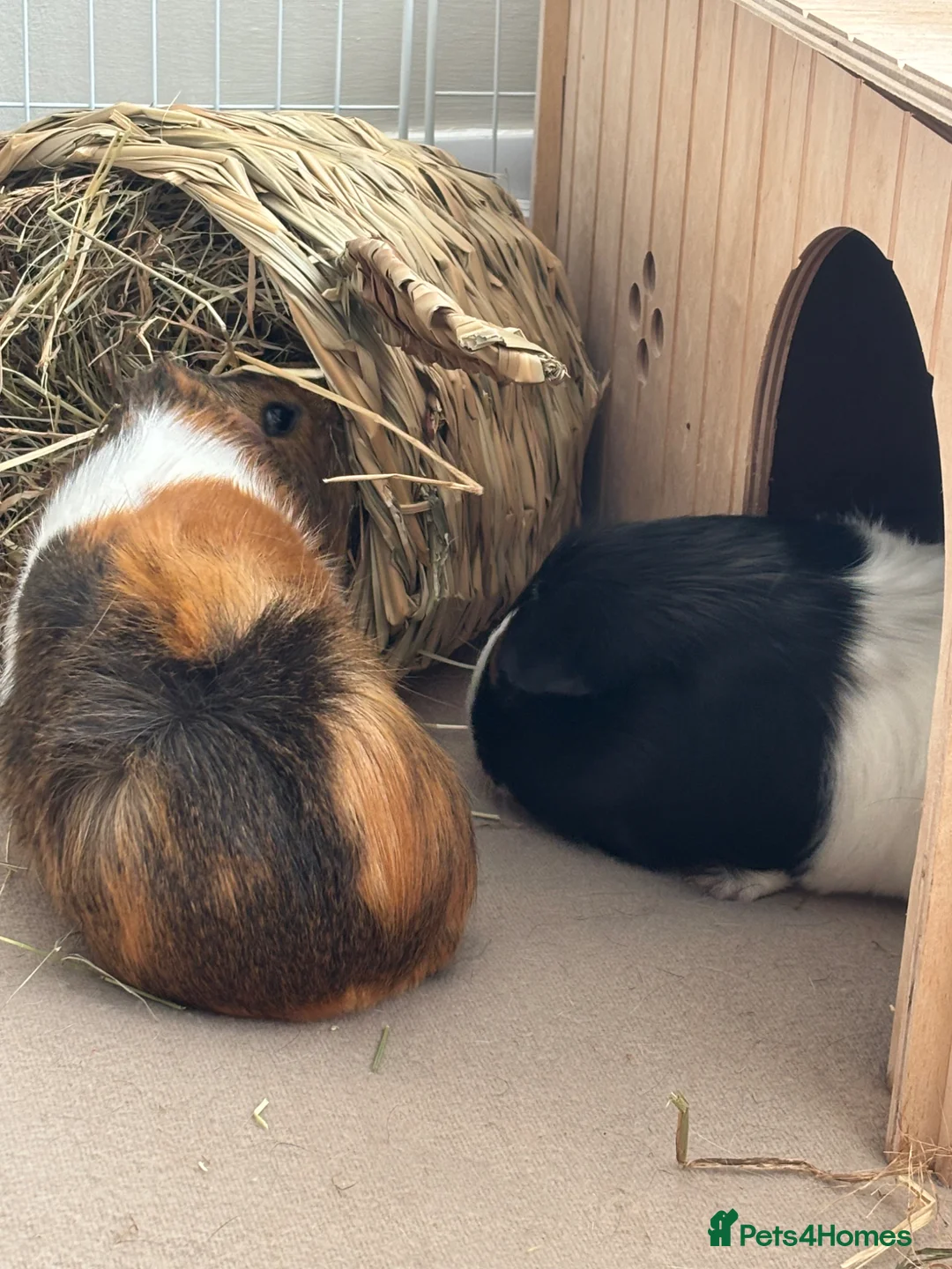 Guinea Pig rodents for sale: 2 bonded female guinea pigs  - Advert 1