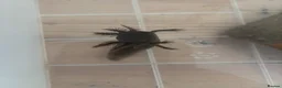 Axolotl reptiles for sale: Baby Axoltol looking for new homes ***3 LEFT*** - Advert 4