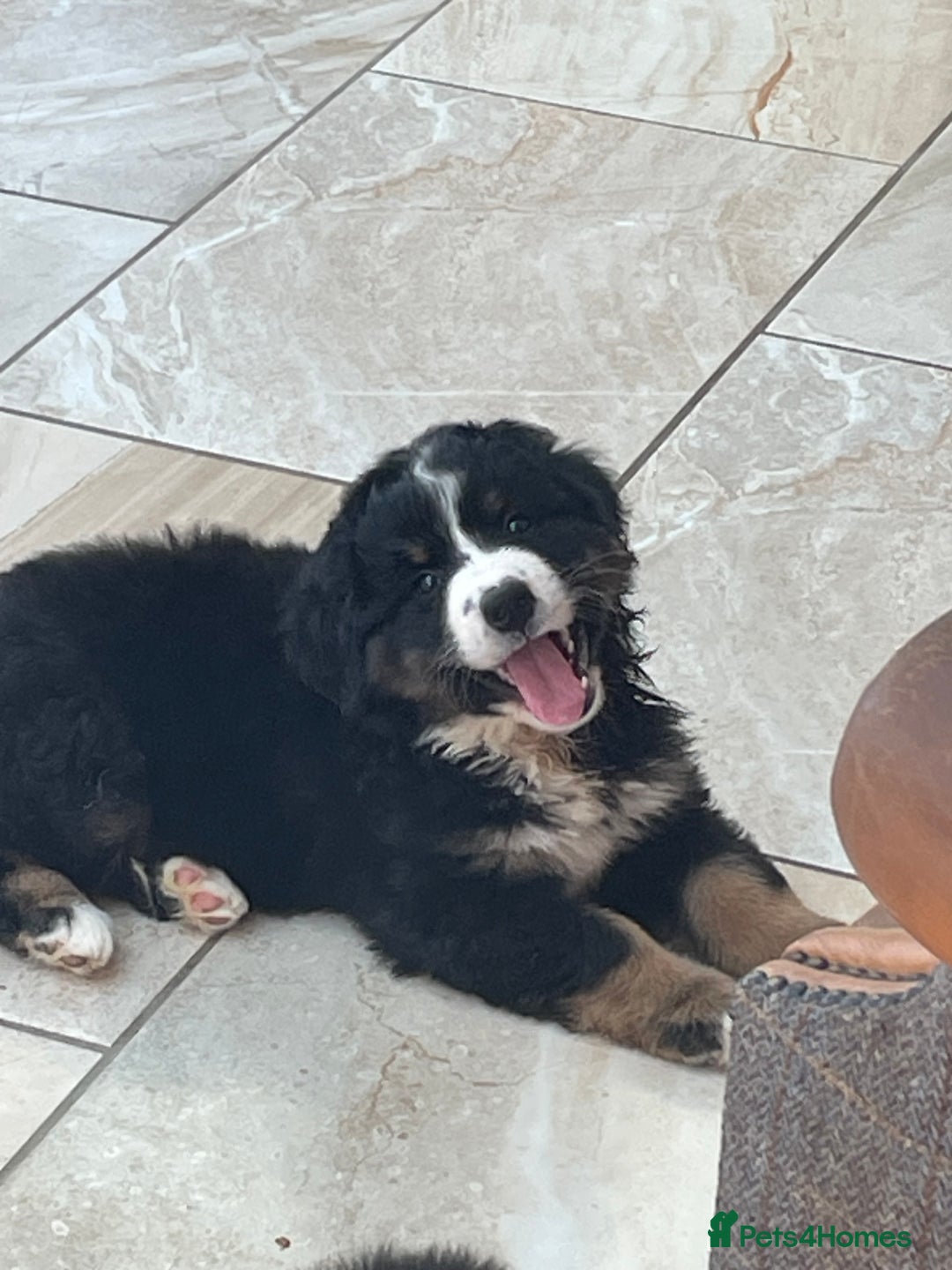 Bernese Mountain Dog dogs for sale: Beutiful girls and boys available  - Image 2