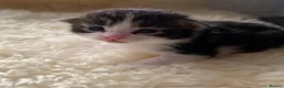 Mixed Breed cats for sale: Domestic longhair with Maine Coon features - Advert 5