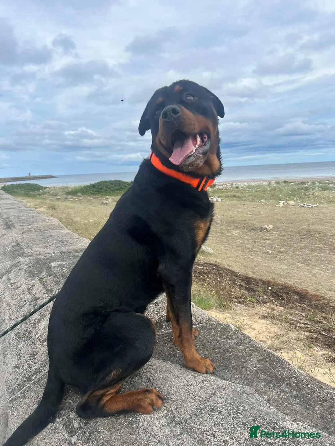 Rottweiler dogs for sale: Rehome 3 year old Rottweiler  - Advert 8