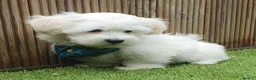 Maltese dogs for sale: 🌟KC Registered Maltese Puppy One Boy available - Advert 3