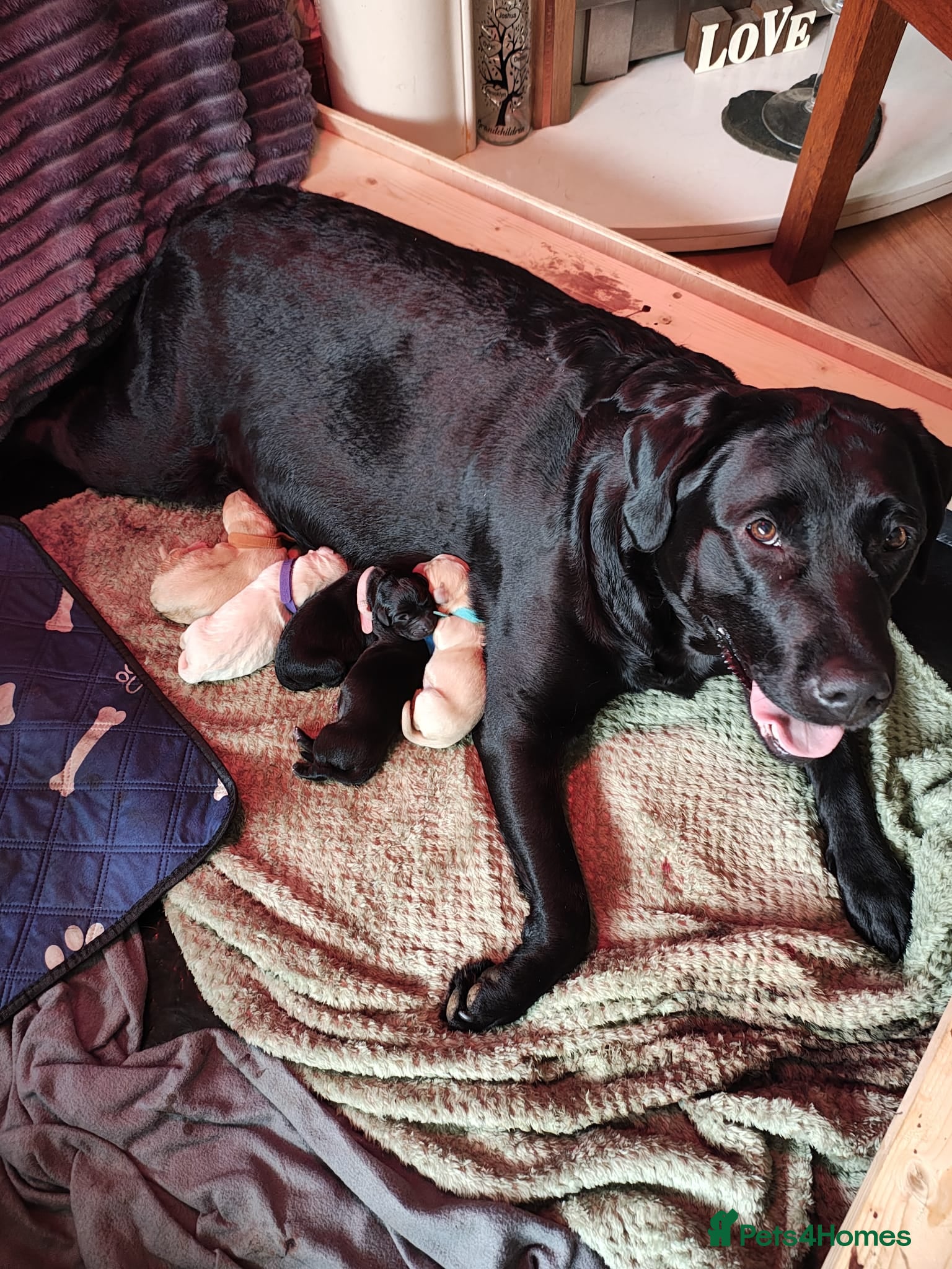 Labrador Retriever dogs 3 boys and 1 girl  - Advert 1