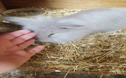 Mini Lion Lop rabbits for sale: Lionhead x mini lop - Image 2