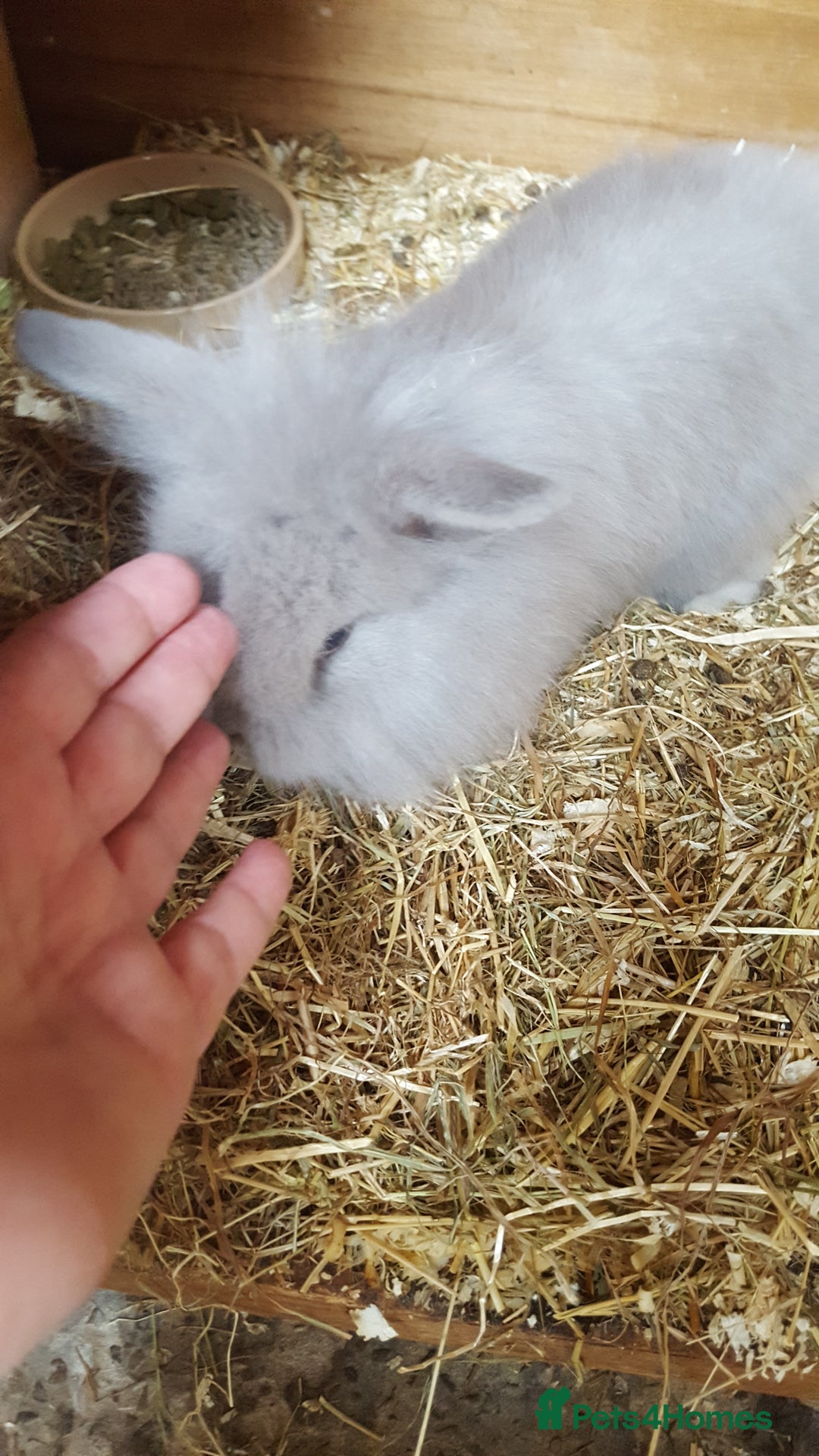 Mini Lion Lop rabbits for sale: Lionhead x mini lop - Image 2