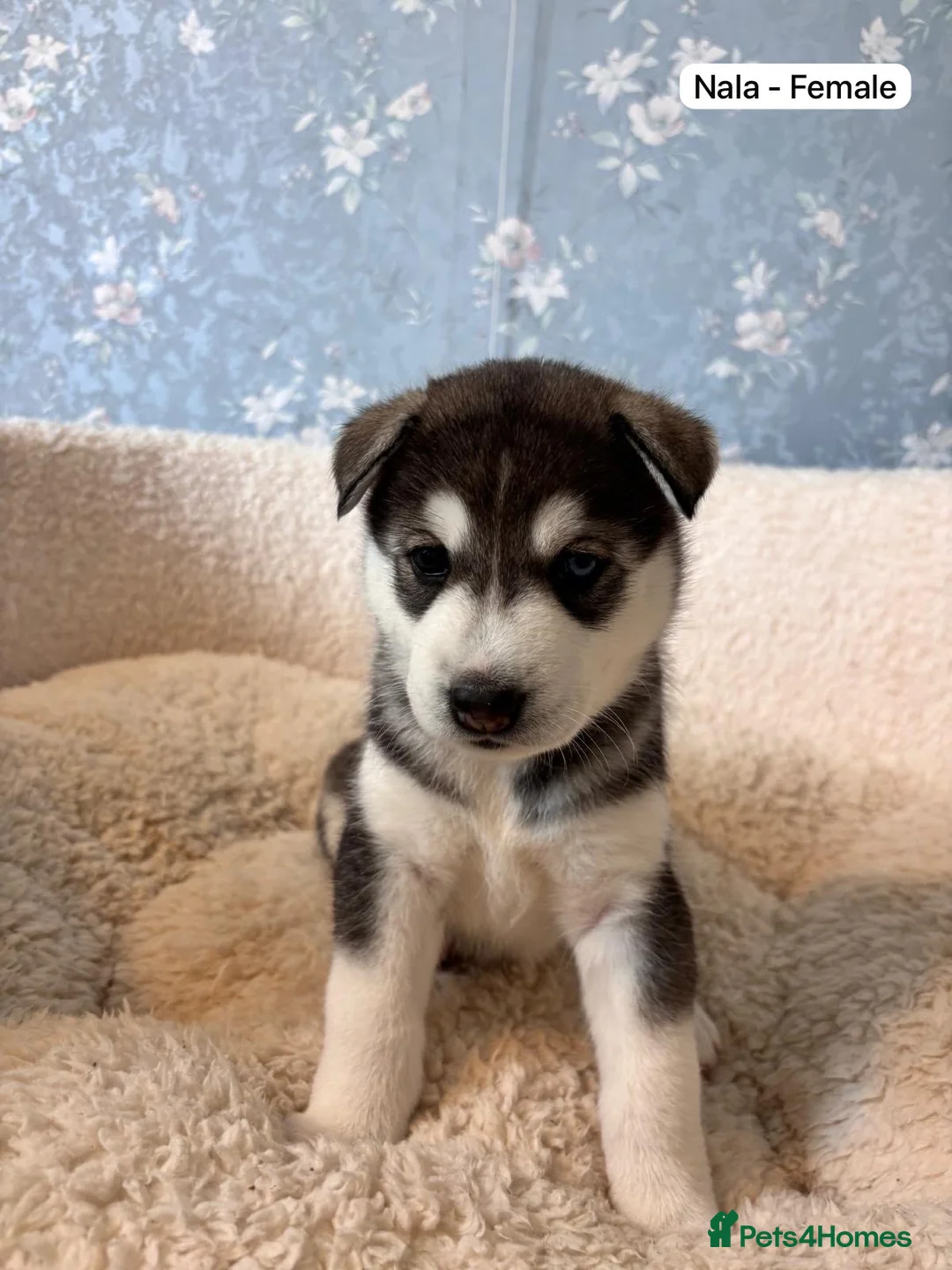 Siberian Husky dogs for sale: Stunning Siberian Huskies  in Sheffield - Advert 2