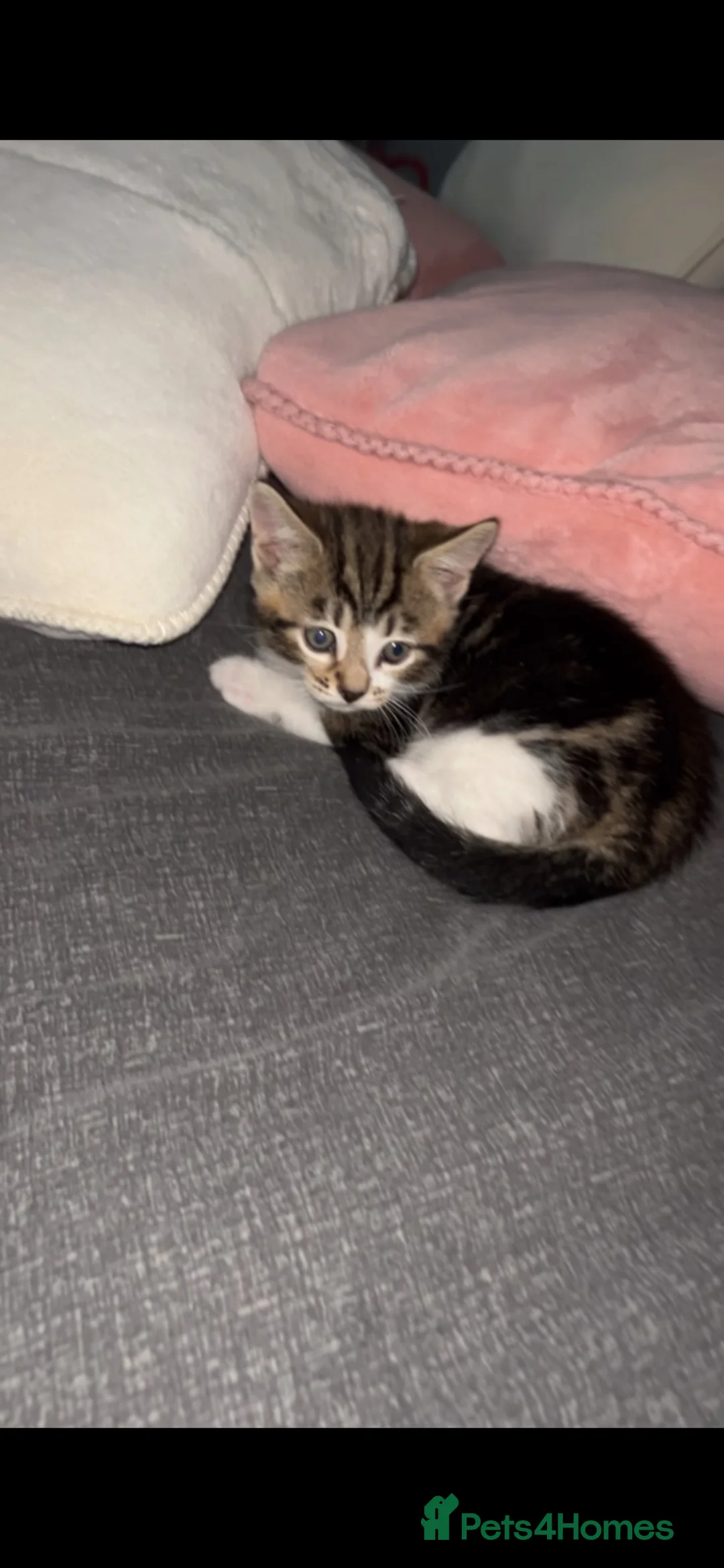 Mixed Breed cats for sale: Kitten  - Advert 6