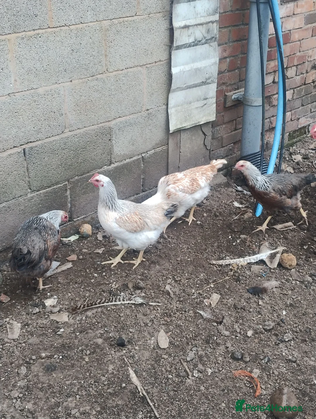 Chickens poultry for sale: Point of lay, chickens, Bantams, pullets  - Advert 1