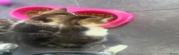 Mixed Breed cats for sale: Tabby Kittens  - Advert 5