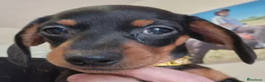 Dachshund Puppy 3