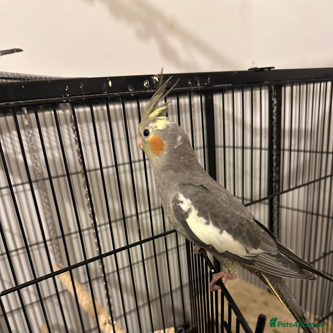 Cockatiels birds for sale: Beautiful Cinamon cockatiel baby - Advert 3