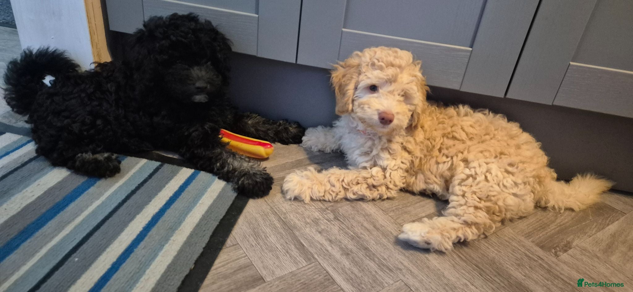 Sheepadoodle dogs Sheepadoodles x 2 male pups - Advert 1