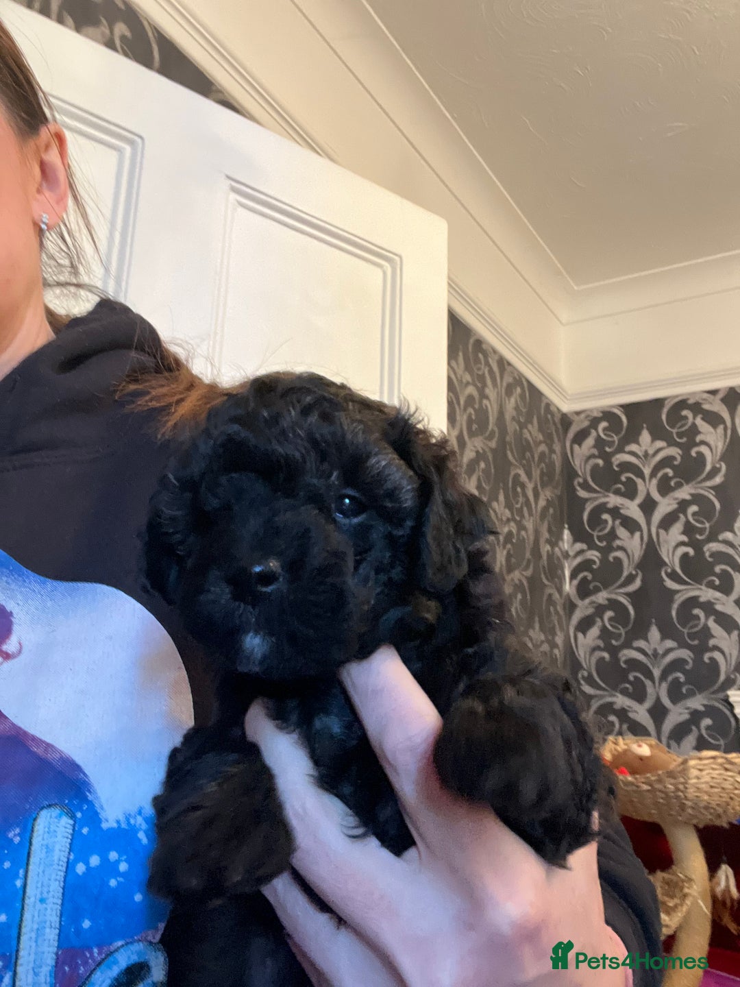 Mixed Breed dogs for sale: Chocolate sable Cockapoo x bichon  - Image 4