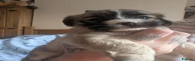 Mixed Breed 1