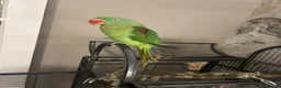 Parakeets birds for sale: Alexandrine parakeet in Bradford - Advert 2