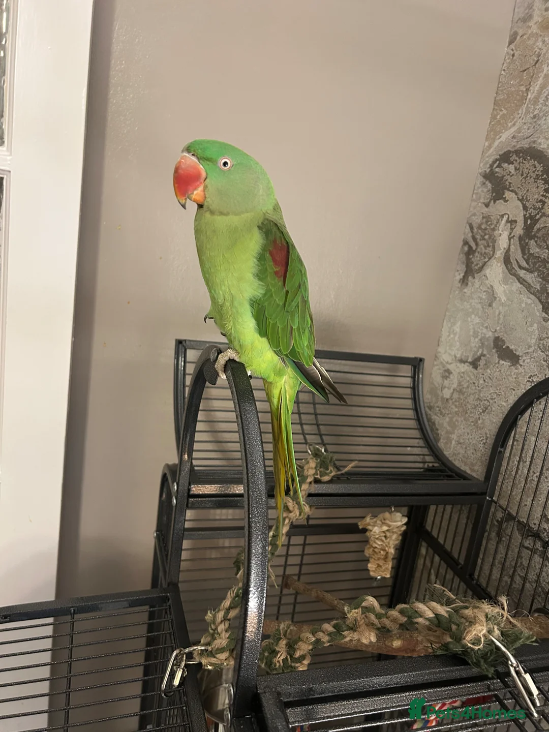Parakeets birds for sale: Alexandrine parakeet in Bradford - Advert 2