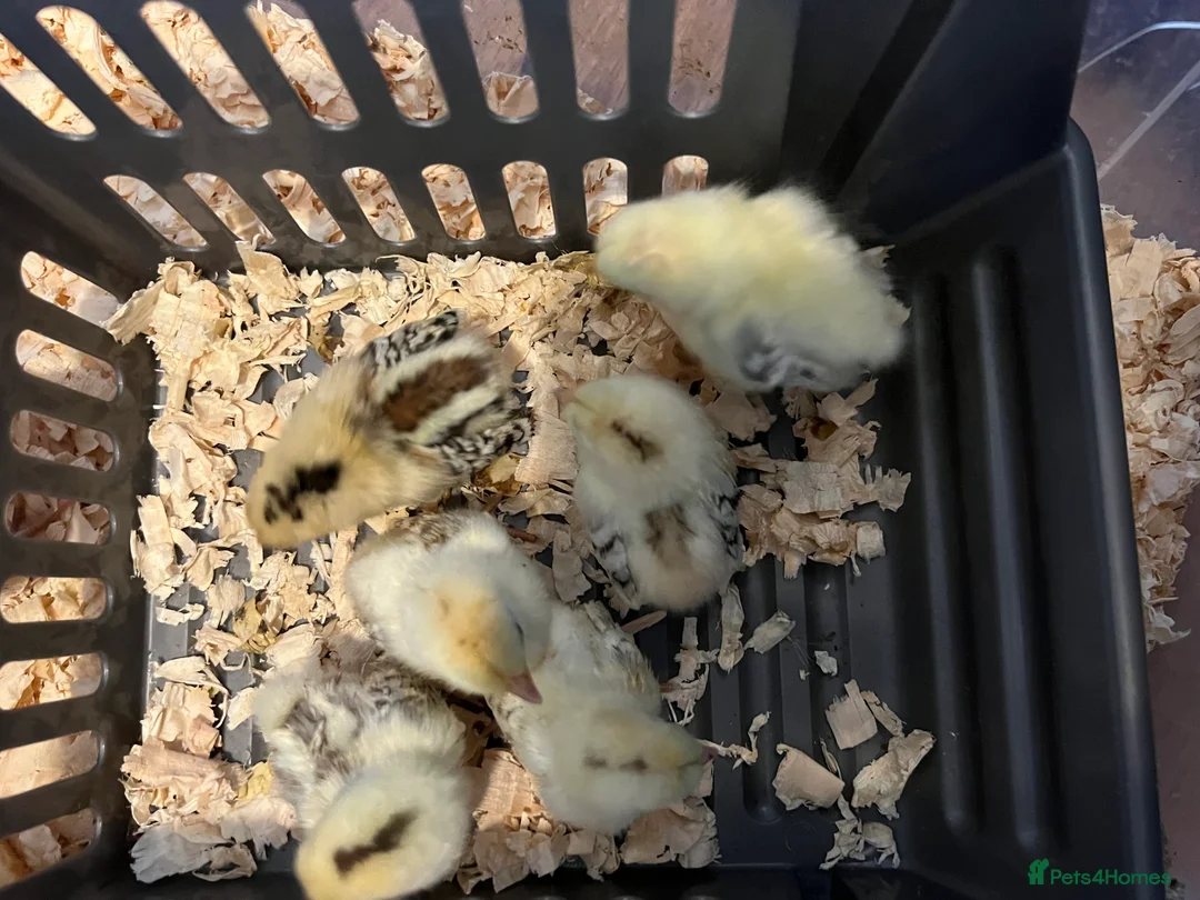 Chickens poultry for sale: Colombian pekin,Serama Wyandottes - Advert 1