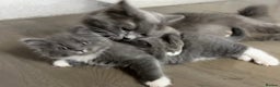 Mixed Breed cats for sale: Grey Long-Haired Female – British Blue Cross - Advert 2