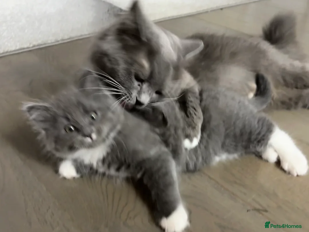 Mixed Breed cats for sale: Grey Long-Haired Female – British Blue Cross - Advert 2