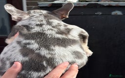 French Bulldog dogs for sale: Blue Merle Frenchie - Image 3