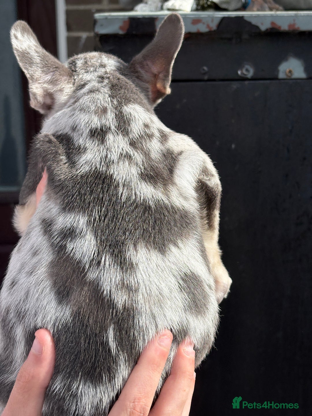 French Bulldog dogs for sale: Blue Merle Frenchie - Image 3